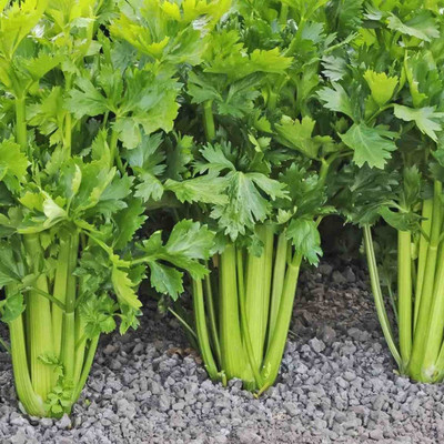CYBEXIS TLX-41 - Tall Utah Celery - (2250 Seeds) Seed(2250 per packet)