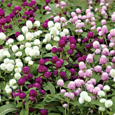 Quentova Gomphrena Gnome Mix-PUAS-4D Seed(75 per packet)