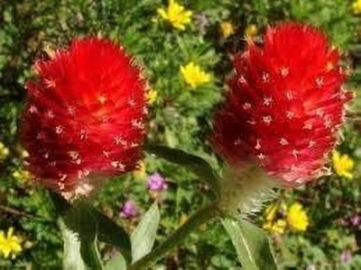 Aywal Gomphrena White / Globe amaranth / Gomphrena globosa White Flower Seed(40 per packet)