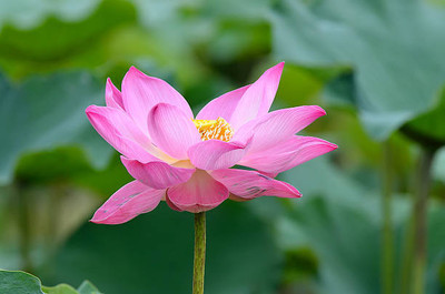 SSG lotus,kamal gatta Seed(10 per packet)