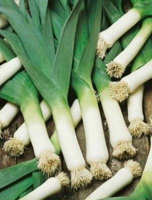 KANAYA Leek / Green Spring Onio+AN+AN5:AN75 Seed(120 per packet)