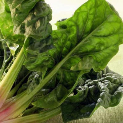 CYBEXIS F1 Hybrid Spinach Seeds 2000 Seeds Seed(2000 per packet)