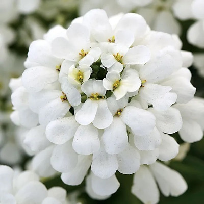 CEZIUS Iberis Snowsation CANDYTUFT Seed(60 per packet)