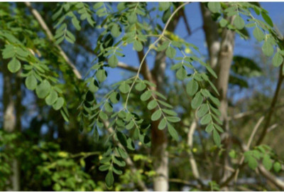 VibeX NBIR-59 - Moringa oleifera Drumstick Tree - (150 Seeds) Seed(150 per packet)