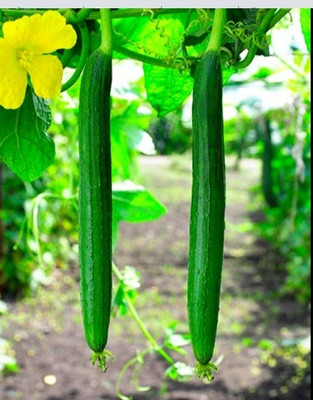 Quentova sponge Gourd-GBPUT-5T Seed(50 per packet)