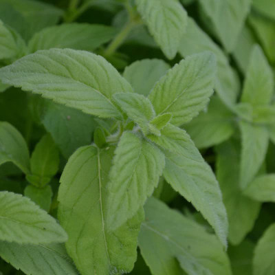 VibeX ® VLR-453 Banana Mint Seeds Seed(200 per packet)