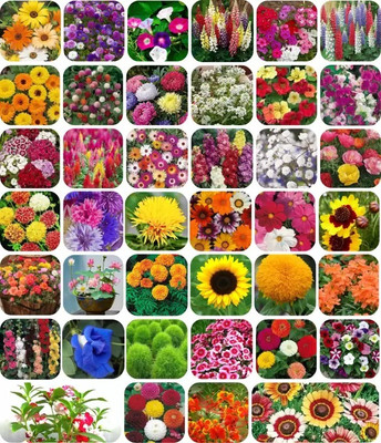 Para Top Combo of 40 variety 3500+ flower with instruction manual. Seed(40 per packet)