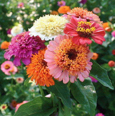 UGRA ZINNIA - Scabiosa Flowered Mixed Seed(30 per packet)