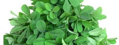 XOLDA Organic kulfa Seed(34 per packet)