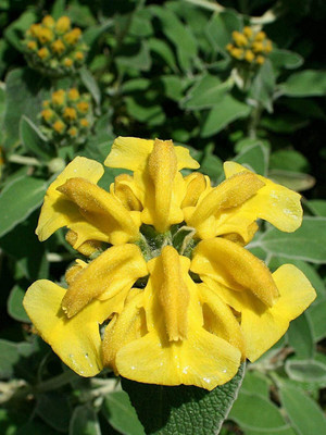 CYBEXIS GUA-15 - Jerusalem Sage - (150 Seeds) Seed(150 per packet)