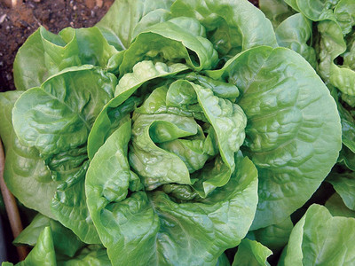 VibeX GBPUT-95 - Buttercrunch Lettuce - (1350 Seeds) Seed(1350 per packet)