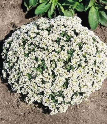 Lorvox Allysum Snow White, Allysum Seed(125 per packet)