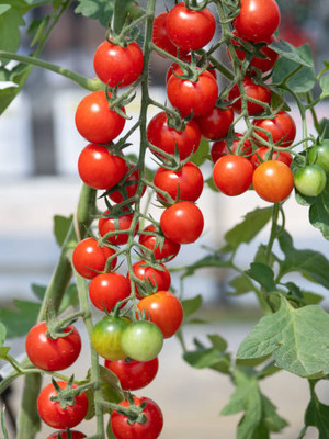 Raunak tomato Seed(60 per packet)