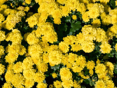 SIDDHARTH FISH FARM marigold/gende ka phool flower seeds Seed(25 per packet)