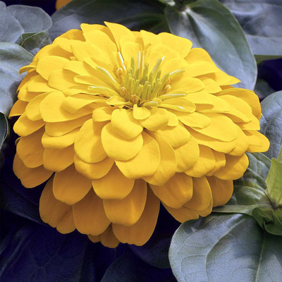 VibeX GBPUT-10 - Zinnia Flower Garden - Yellow - (30 Seeds) Seed(30 per packet)