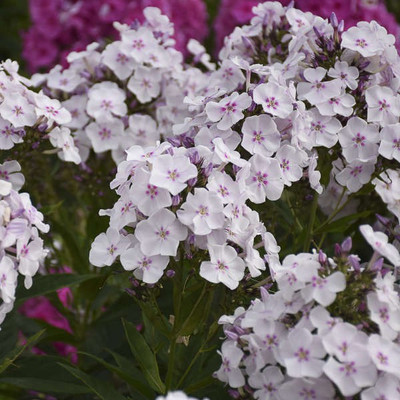 CYBEXIS Phlox paniculata, Party Girl-50 Seeds Seed(50 per packet)