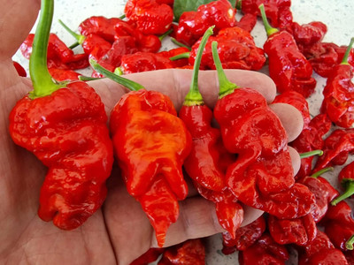 Biosnyg High Germination 7 Pot Chaguanas Red Chilli Seeds For Gardening-(4000 Seeds) Seed(4000 per packet)