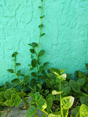 Qualtivate PUAS-1A Big Round Leaf Malabar Spinach Seed(50 per packet)