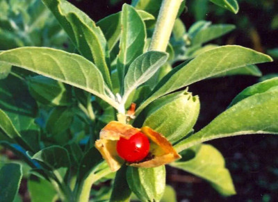 Aywal Ashwagandha Herb Seed(15 per packet)