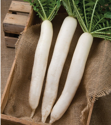 Cloud Farm Summer Cross Radish Seed Seed(300 per packet)