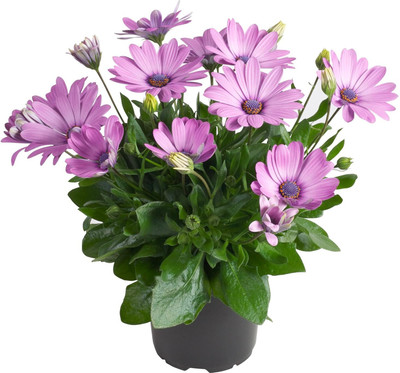 Aywal Osteospermum White Color Flower Seed(80 per packet)