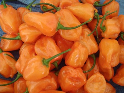 KNESSiN Habanero Orange Hot Chili Pepper Seeds Seed(200 per packet)