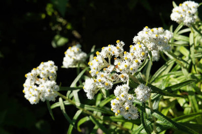 glowgreen gypsophila flower Seed(100 per packet)