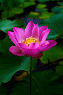MATABE lotus,kamal gatta Seed(15 per packet)