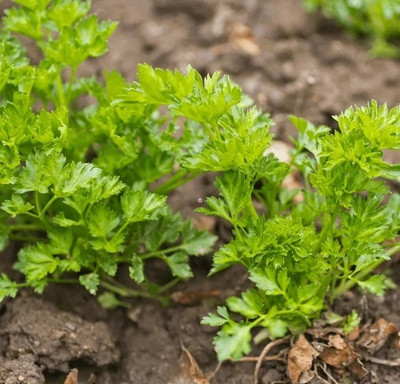 Quentova Curled Leaf Parsley-TKK-2U Seed(150 per packet)