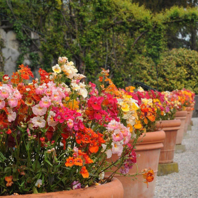 ACCELCROP Nemesia Double Mixed Hybrid Imported Flower Seed(60 per packet)