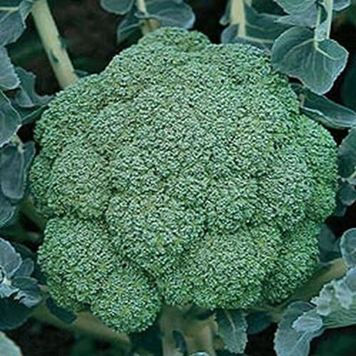 Qualtivate PUA-8A Arcadia F1 Broccoli Seeds Seed(300 per packet)
