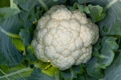 Parmalat white cauliflower,gobhee seeds Seed(15 per packet)