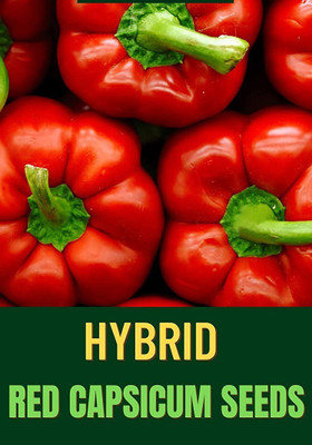 CYBEXIS ATS-16 - Premium Hybrid Red Capsicum - (1350 Seeds) Seed(1350 per packet)