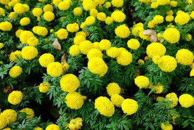 FRESHO marigold/gende ka phool flower seeds Seed(75 per packet)