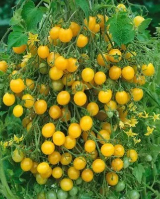 Aro Tomato, Tomato yellow cherry Seed(11 per packet)