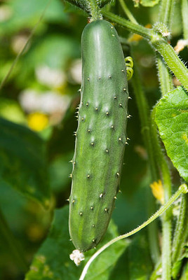 AFARTIOBINA 144 Pc Cucumber Seeds Seed(144 per packet)