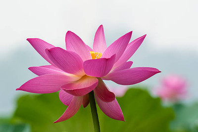 SINAL lotus,kamal gatta Seed(10 per packet)