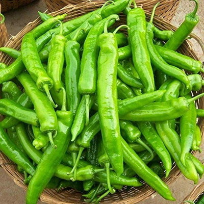 CYBEXIS Green Pepper Chilli Seeds Slim Shape Bright Colors2400 Seeds Seed(2400 per packet)