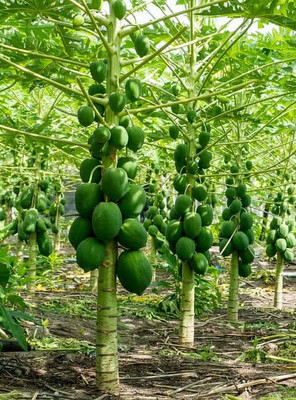 Seedsqlty Taiwan papaya hybrid seeds Seed(400 per packet)