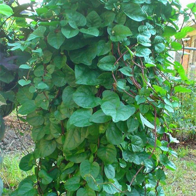 CYBEXIS Heirloom Gynostemma Melon Spinach Seeds 2000 Seeds Seed(2000 per packet)