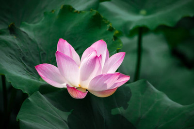 Vinayak Pestisides lotus,kamal gatta Seed(15 per packet)