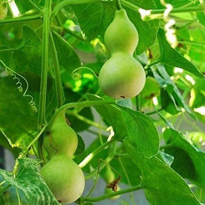 CYBEXIS HUA-48 - Mini Baby Bottle Gourd - (100 Seeds) Seed(100 per packet)