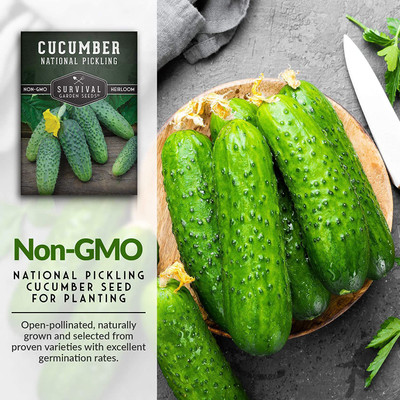 CYBEXIS VXI-70 - National Pickling Cucumber - (1350 Seeds) Seed(1350 per packet)