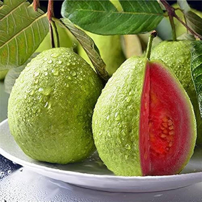 ibains Red guava seeds Seed(87 per packet)