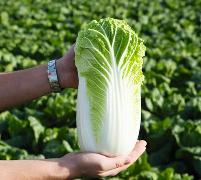 WILLVINE PAU -III Chinese Napa Cabbage Heirloom [10g] Seed(3000 per packet)