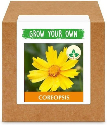 CYBEXIS Coreopsis-50 Seeds Seed(50 per packet)