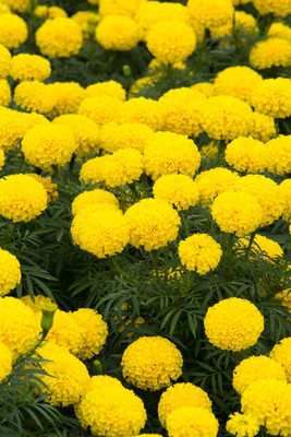 Greenco marigold/gende ka phool flower seeds Seed(75 per packet)