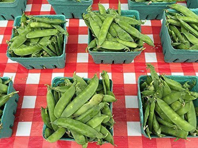 CYBEXIS TLX-58 - Sugar Snap Pea - (100 Seeds) Seed(100 per packet)