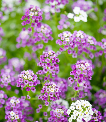 VINGTON ALYSSUM ROYAL CARPET Seed(50 per packet)
