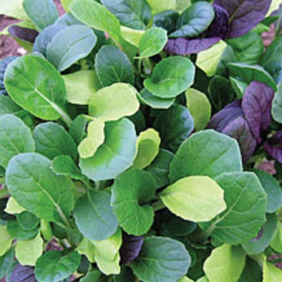 KNESSiN Cabbage Chinese Pak Choi Mix Seed(200 per packet)